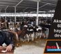 Aksaray’a 60 bin  hayvanlık dev tesis