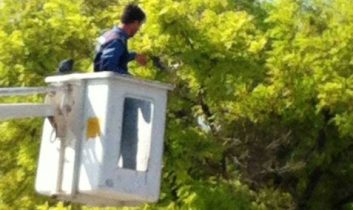 Ayağına İp Dolanınca Ağaçta Mahsur Kaldı