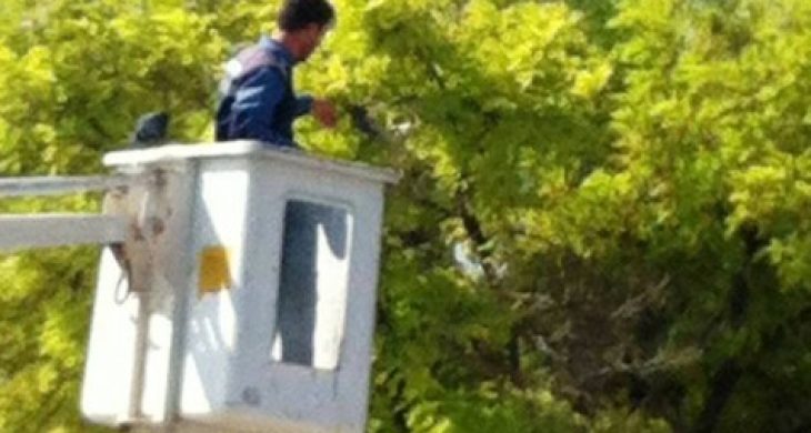 Ayağına İp Dolanınca Ağaçta Mahsur Kaldı