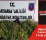 Ağaçörende Kenevir eken 2 kişi yakalandı