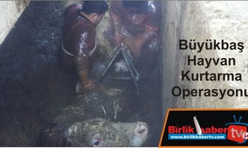 Büyükbaş Hayvan Kurtarma Operasyonu