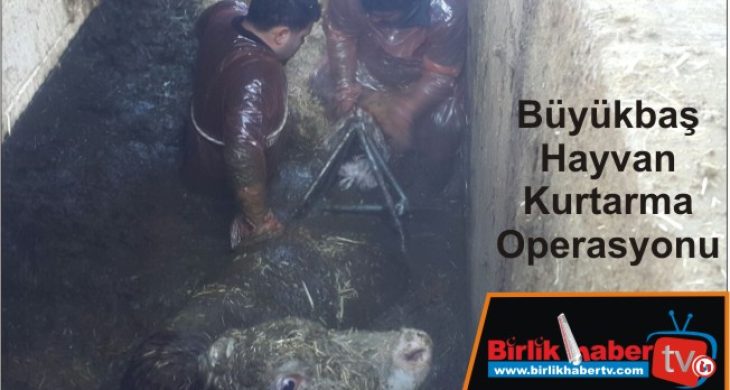 Büyükbaş Hayvan Kurtarma Operasyonu