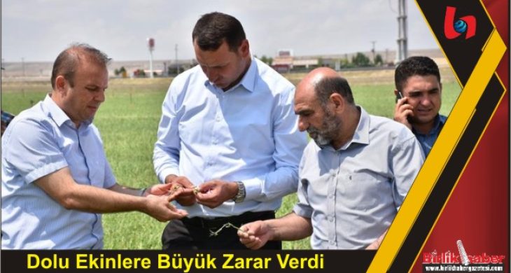 Dolu Ekinlere Büyük Zarar Verdi