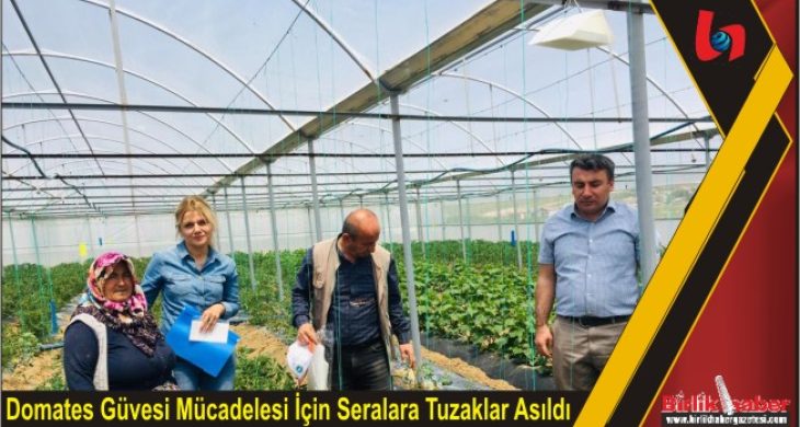 Domates Güvesi Mücadelesi İçin Seralara Tuzaklar Asıldı