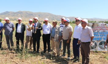 Elazığ’da Sarımsak Hasadı Başladı…