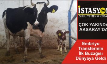 Embriyo Transferinin İlk Buzağısı Dünyaya Geldi
