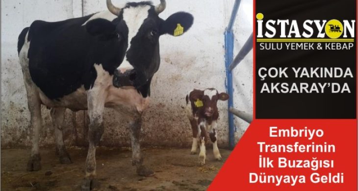 Embriyo Transferinin İlk Buzağısı Dünyaya Geldi