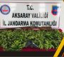 Eskil’de evinde kenevir yetiştiren şahıs yakalandı