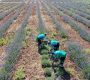 Aksaray Belediyesi Lavanta Bahçesinde Hasat Başladı