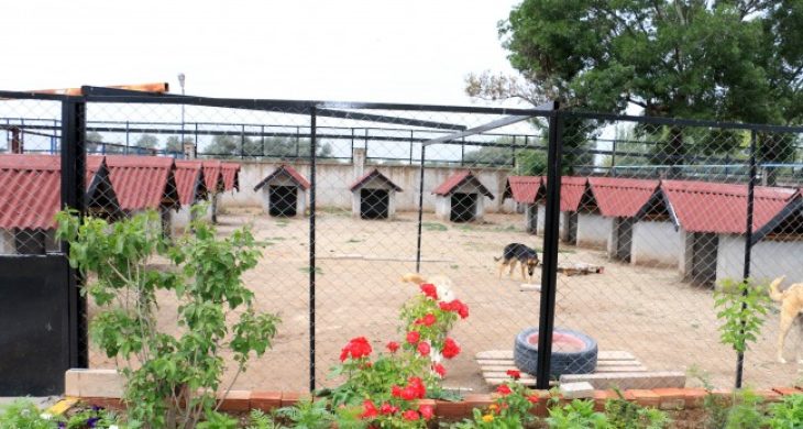 Hayvan Bakımevi’ne Vali Yardımcısı’dan Tam Not