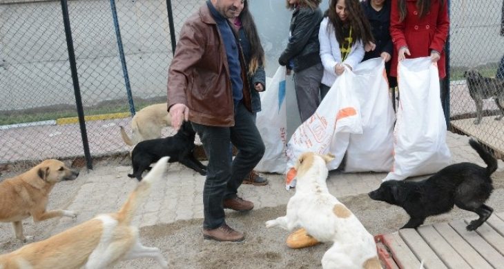 Rehabilitasyon Merkezi’nde kalan köpeklere ekmek