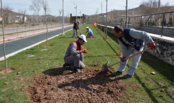 Aksaray’a 2 Bin Adet Gül Dikiliyor