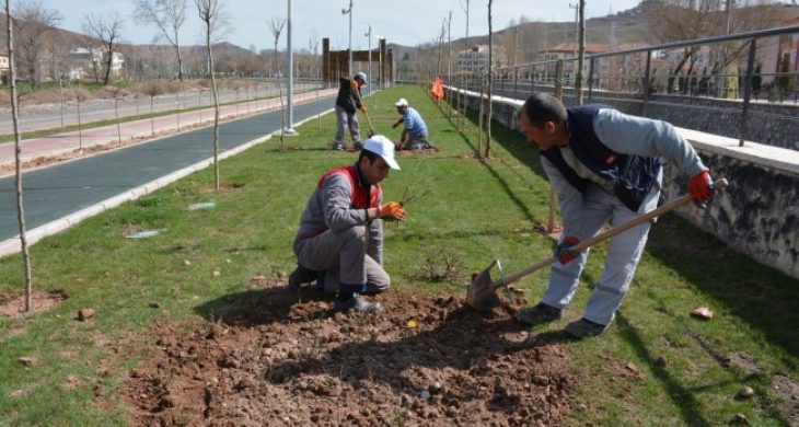 Aksaray’a 2 Bin Adet Gül Dikiliyor
