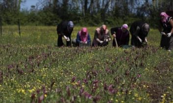 Samsun’da Özel İzinle Üretilen Salep Orkidesinin Hasadına Başlandı