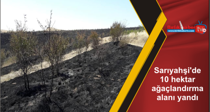 Sarıyahşi’de 10 hektar ağaçlandırma alanı yandı