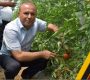Seralarda Ürünler Hasat Ediliyor