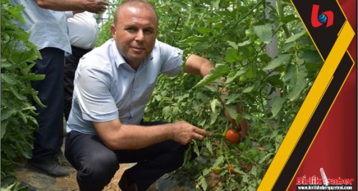 Seralarda Ürünler Hasat Ediliyor