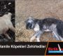 Yavru ve Hamile Köpekleri Zehirlediler