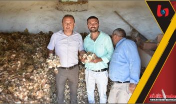 Yurtdışına Sarımsak İhracatı Yapılıyor