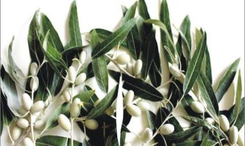 Zeytin Yaprağının Koronavirüsü Parçaladığı Bilimsel Olarak Ortaya Kondu