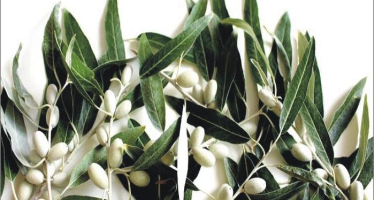 Zeytin Yaprağının Koronavirüsü Parçaladığı Bilimsel Olarak Ortaya Kondu