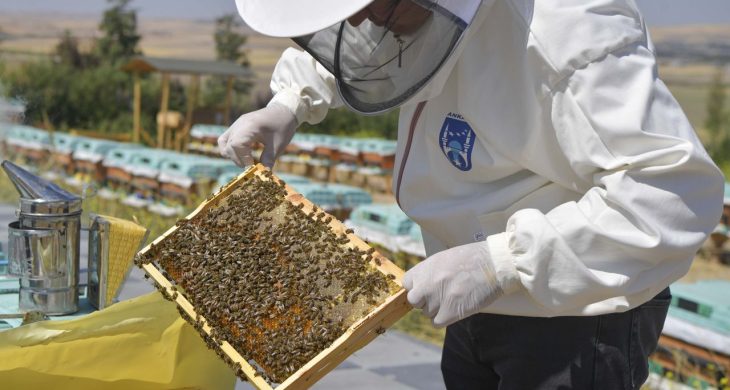 ABB’den arı üreticilerine büyük destek