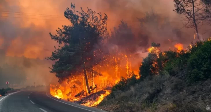 Antalya’da korkutan yangın: Zeytin ağaçları zarar gördü!