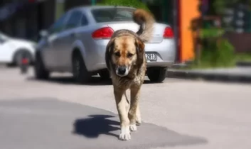 Adana’da başıboş sokak köpekleri toplanıyor…
