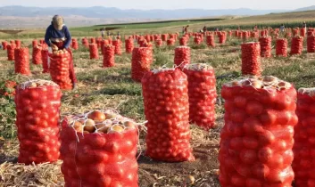 Amasya soğanı Avrupa yolunda: Pazarda en ucuz ürün, ihracatta gözde