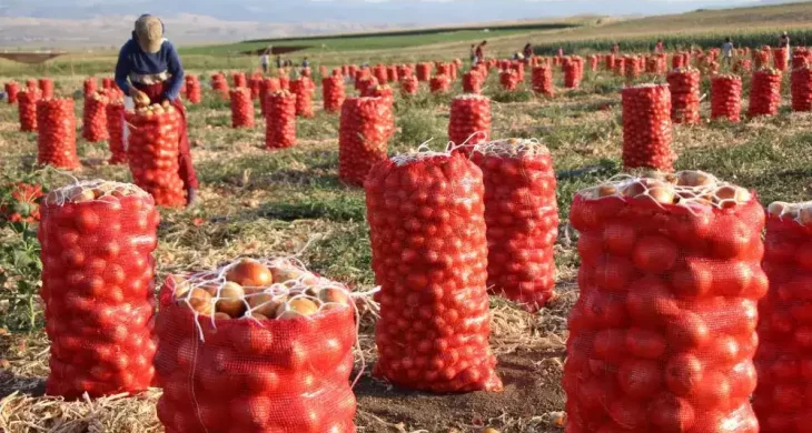 Amasya soğanı Avrupa yolunda: Pazarda en ucuz ürün, ihracatta gözde
