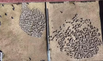 Amasya’da baharın habercisi süt kuzuları anneleriyle buluştu