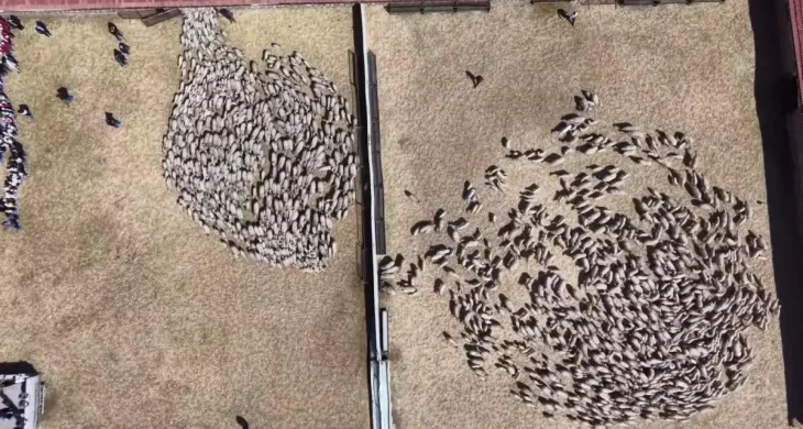 Amasya’da baharın habercisi süt kuzuları anneleriyle buluştu