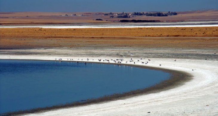 Tuz Gölü’nde kuraklık biyolojik çeşitliliği tehdit ediyor