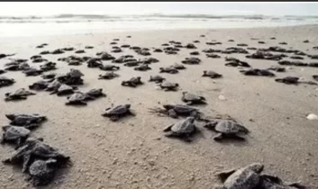 Antalya sahillerinde 25 bin caretta caretta yavrusu denizle buluştu