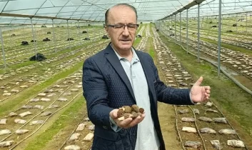 Antalya’da bir ilk: Kuzugöbeği mantarı serada üretildi