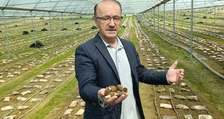 Antalya’da bir ilk: Kuzugöbeği mantarı serada üretildi