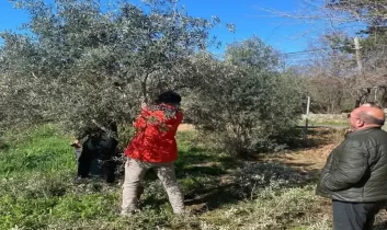 Antalya’da etkili olan yağışların ardından zeytin üreticileri için halkalı leke hastalığı riski arttı