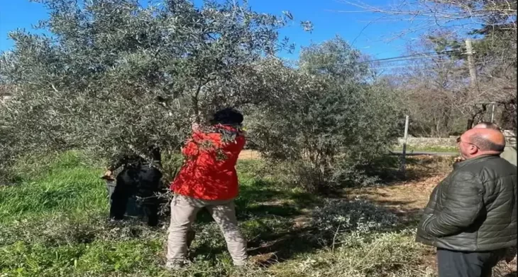 Antalya’da etkili olan yağışların ardından zeytin üreticileri için halkalı leke hastalığı riski arttı