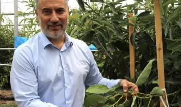 Antalya’da tropikal meyve üretimi yaygınlaşıyor