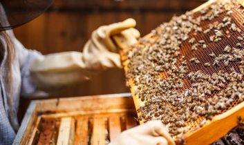 Bakanlıktan arıcılara öneri: Arıcılık turizmi