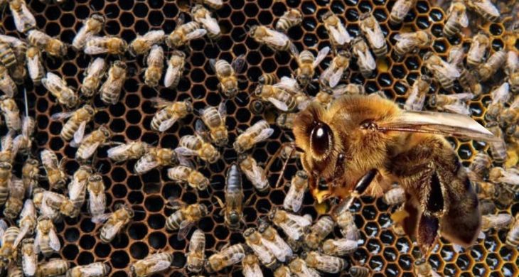 İklim değişikliği bombus arılarının yaşamını tehdit ediyor