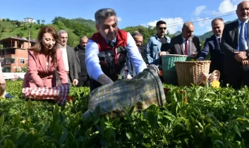 Artvin’de geleneksel çay hasadı başladı