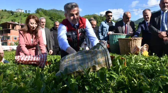 Artvin’de geleneksel çay hasadı başladı