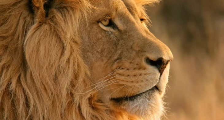 “Aslan gibi” neden denir?