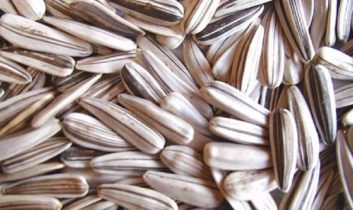 Ay çekirdeği kanseri önlüyor