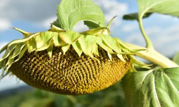 Ayçiçeği tohumu ve yağında gümrük vergisi oranları değişti