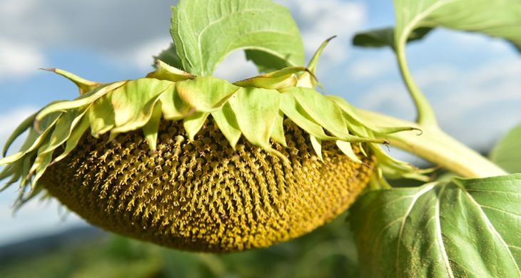 Ayçiçeği tohumu ve yağında gümrük vergisi oranları değişti