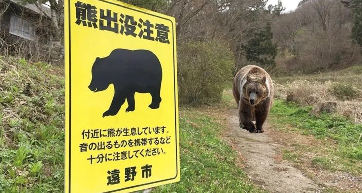 Japonya’da Belediyelere vahşi hayvanlara müdahale yetkisi