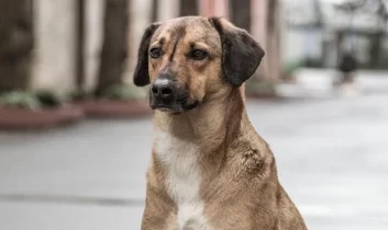 Bakan Çiftçi: Sokak hayvanlarının yüzde 75’i toplandı