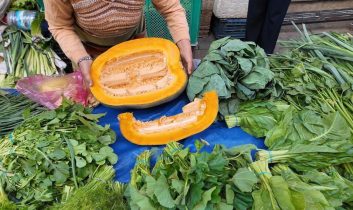 Aydın’da bal kabağı sezonu açıldı